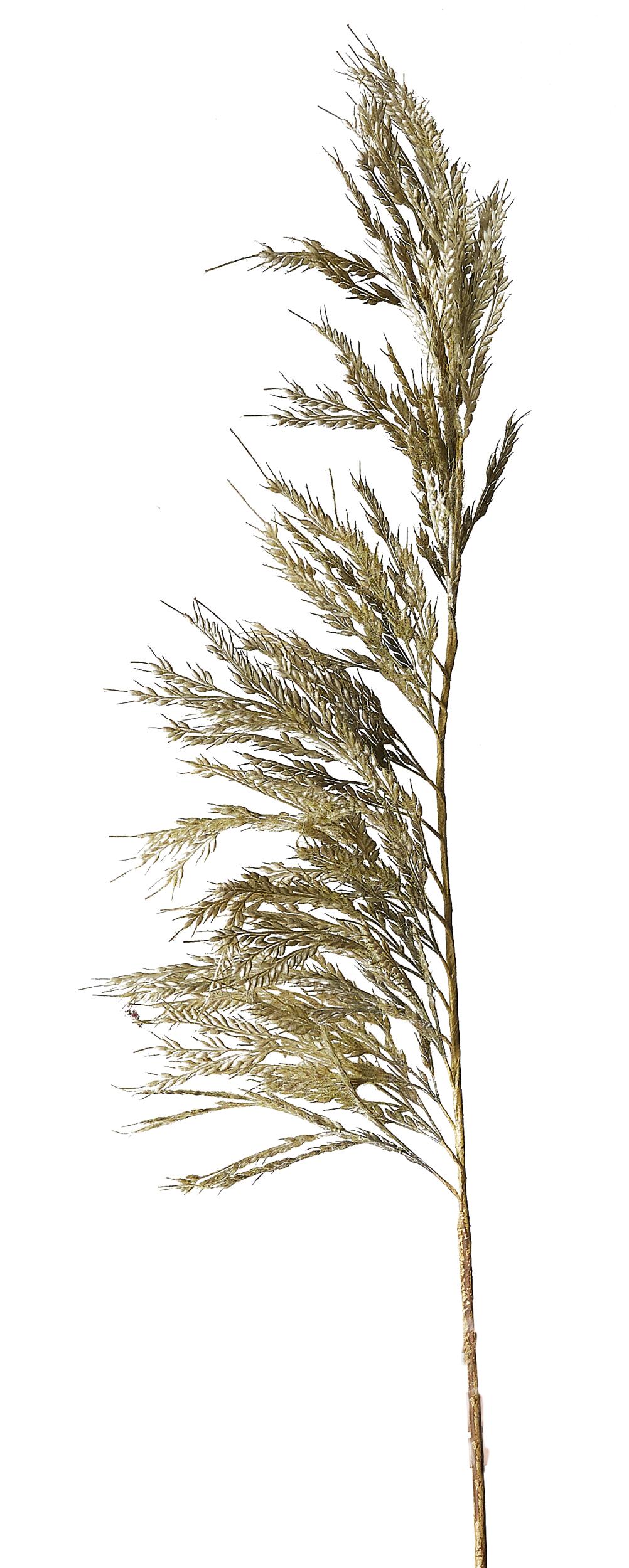 Pampas Kunstig plante 125 cm 