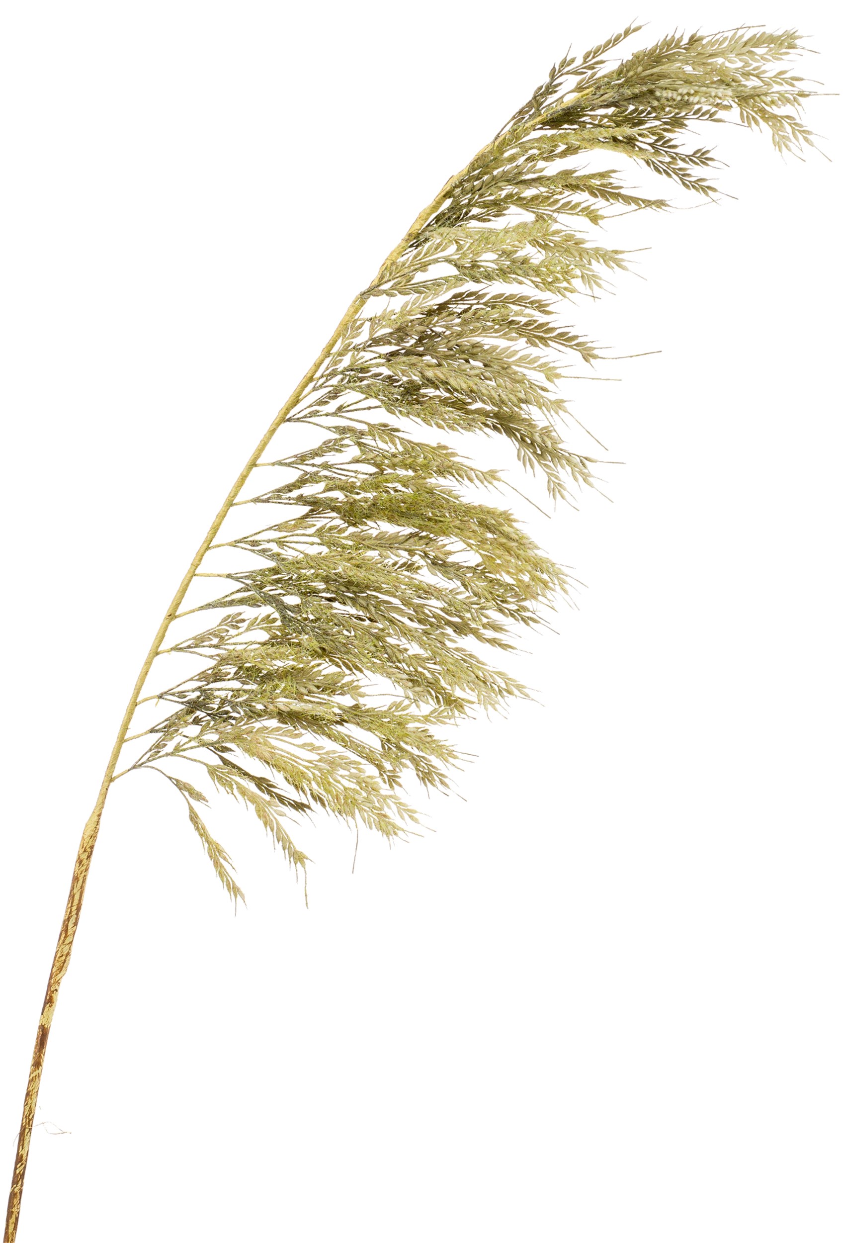 Pampas Kunstig plante 125 cm 